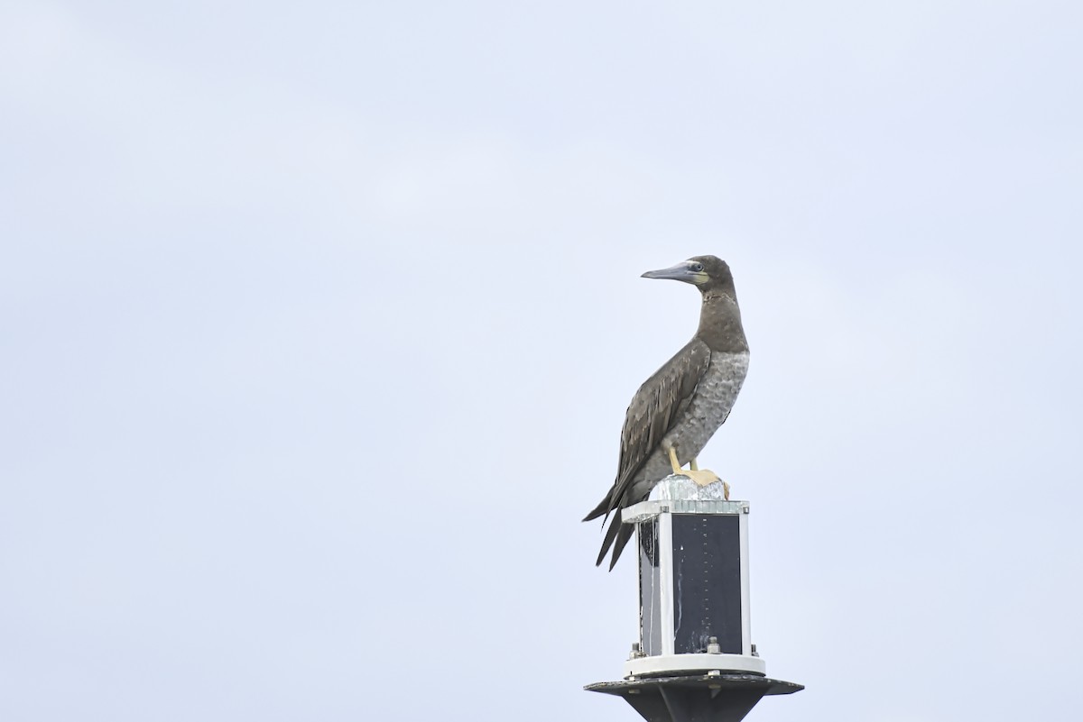 Brown Booby - ML171309871