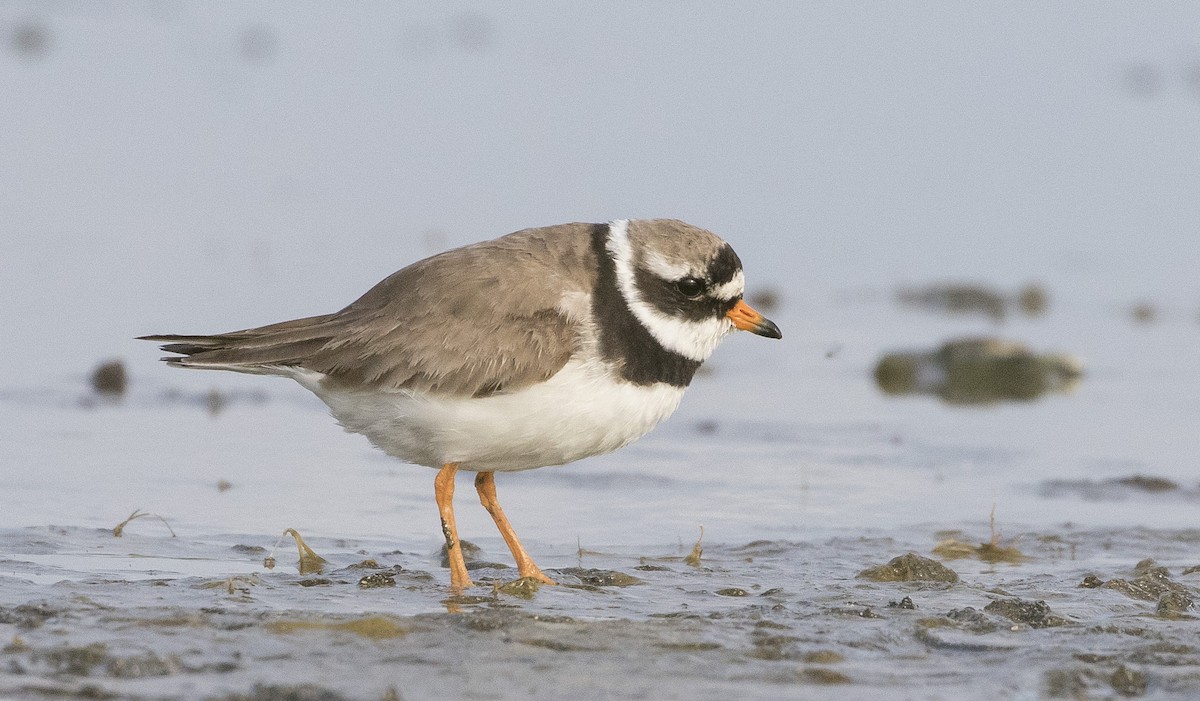 Common Ringed Plover - ML171312601