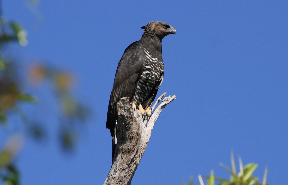 Crested Eagle - Willian Menq