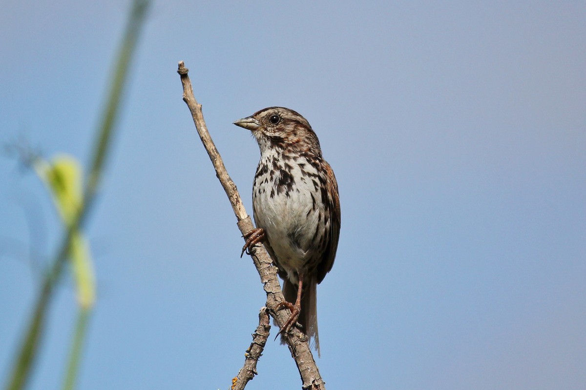 Song Sparrow - I'm Birding Right Now (Teresa & Miles Tuffli)
