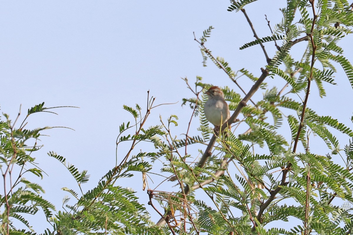 Rufous-winged Sparrow - ML171322081