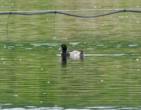 Tufted Duck - ML171323471