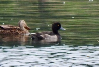Tufted Duck - ML171323491