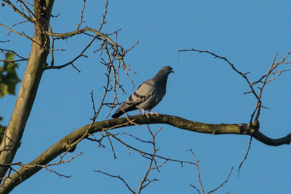 Rock Pigeon (Feral Pigeon) - ML171325101