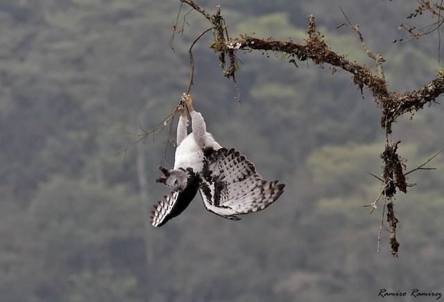 Harpy Eagle - Harpia harpyja Third year - yafr324818