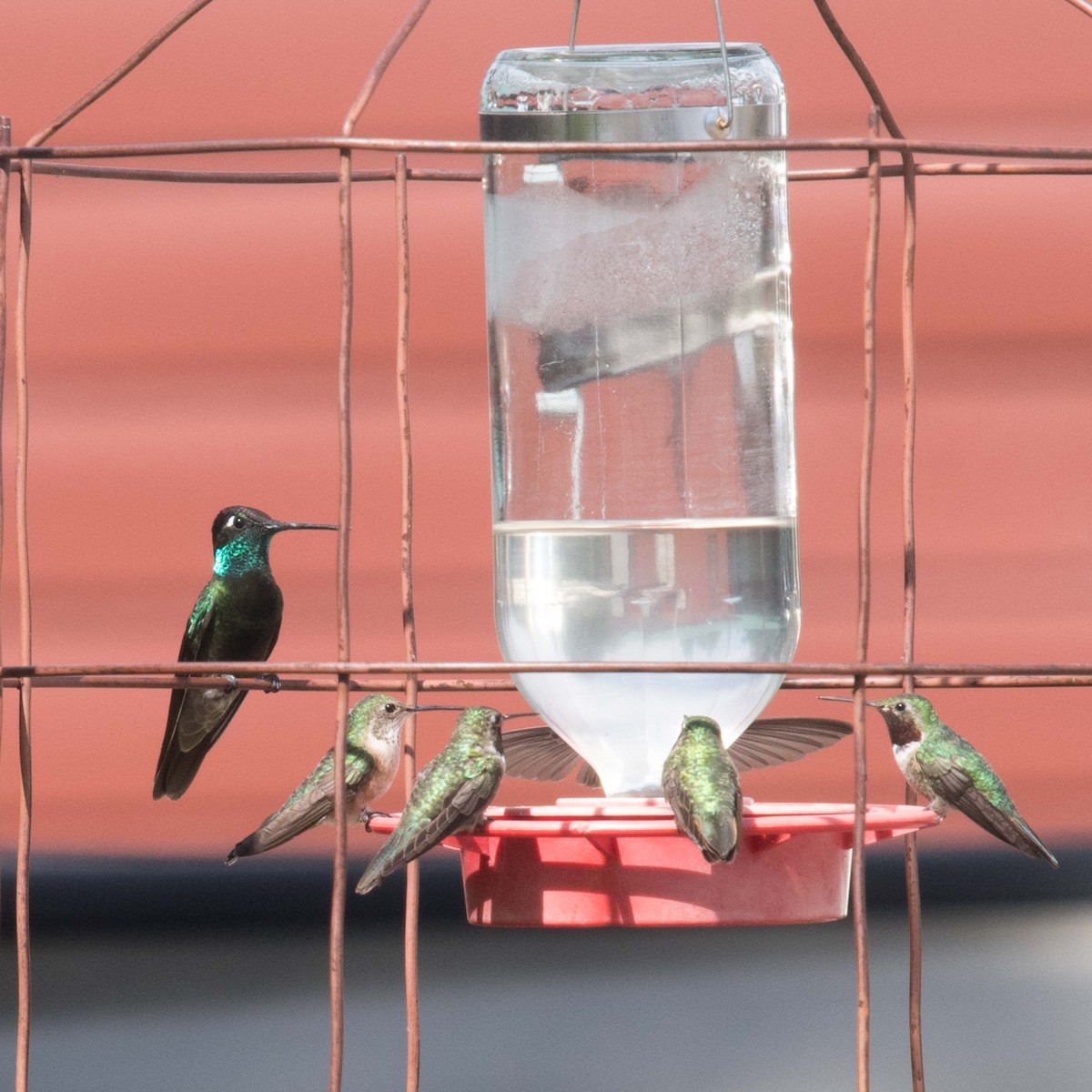kolibřík skvostný - ML171327141