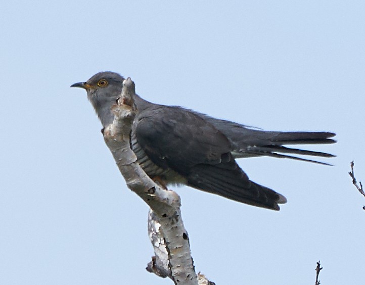 Common Cuckoo - Brooke Miller