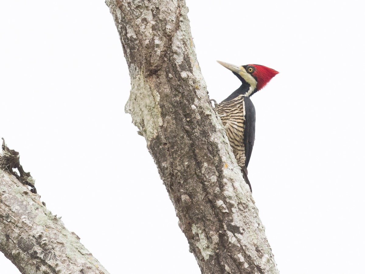 Crimson-crested Woodpecker - Oswaldo Hernández Sánchez