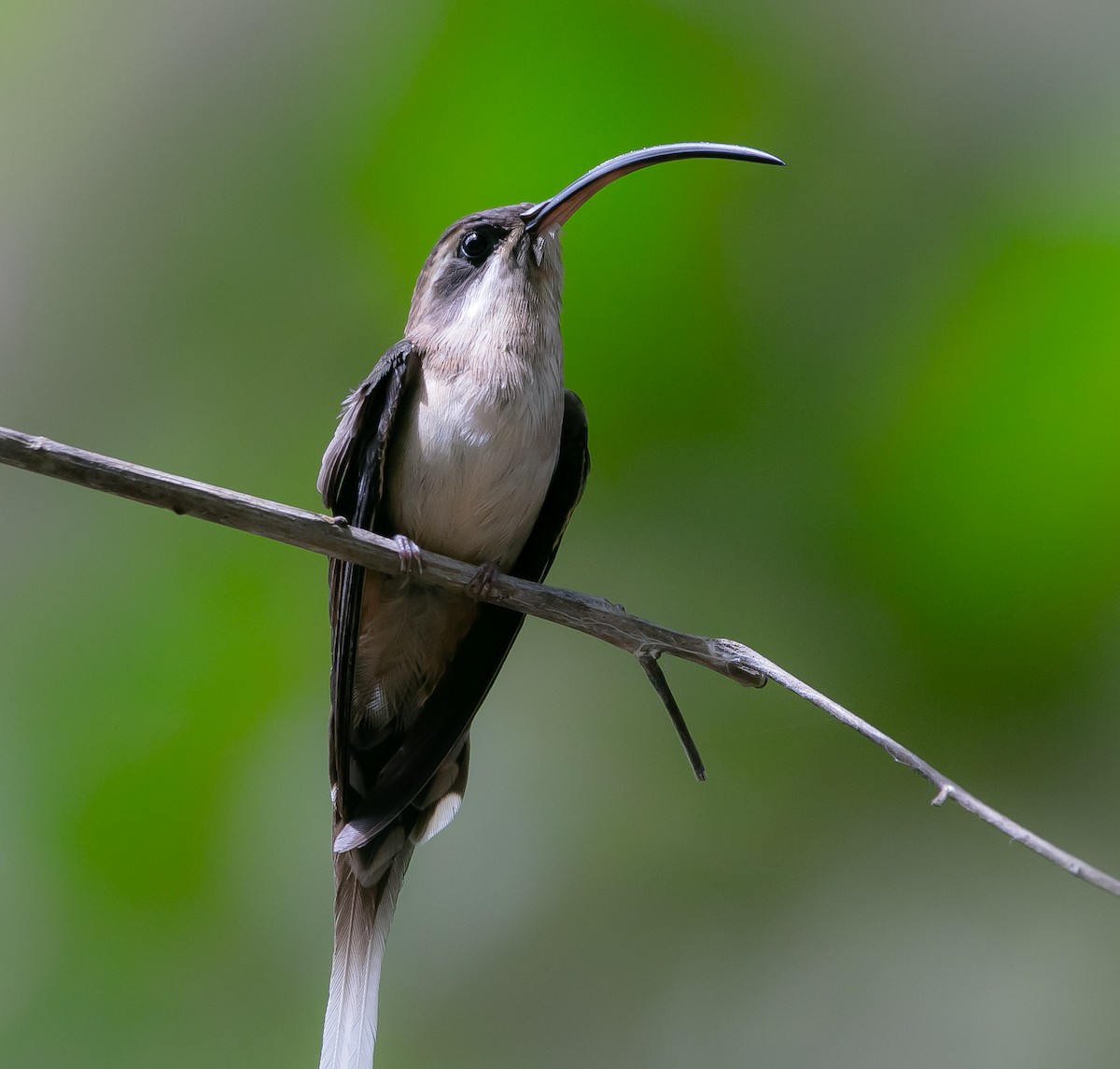 kolibřík tmavolící - ML171334591