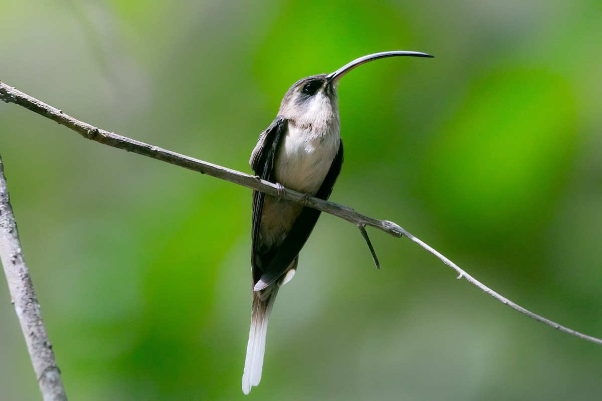 kolibřík tmavolící - ML171334701