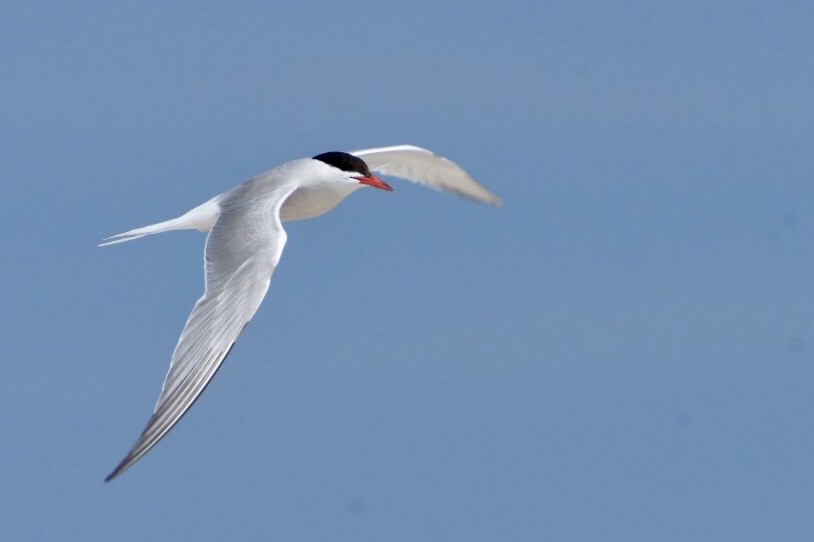 Common Tern - Phillip Salzinger