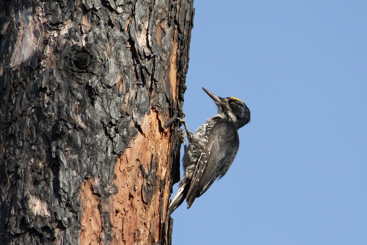 Black-backed Woodpecker - ML171335651