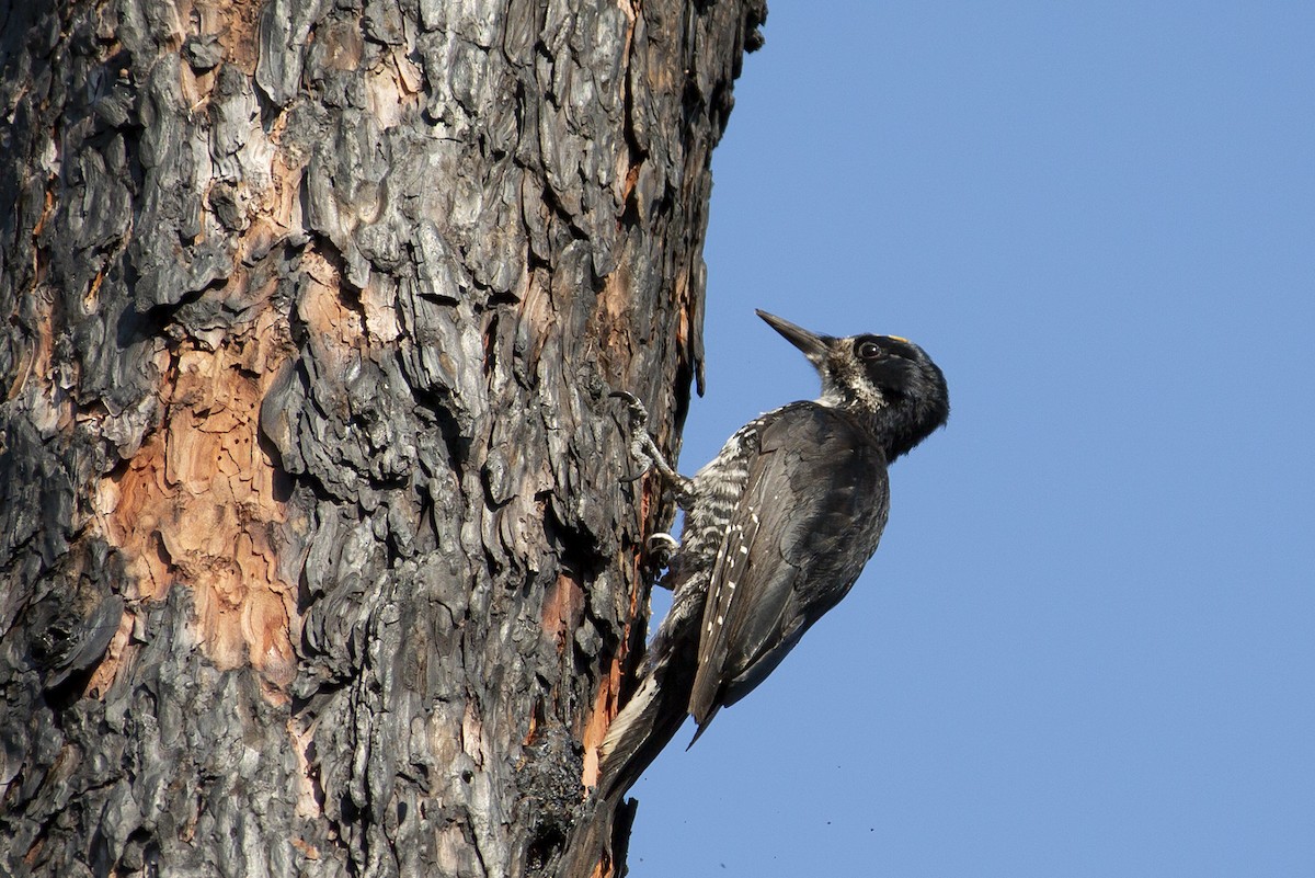 Black-backed Woodpecker - ML171335661