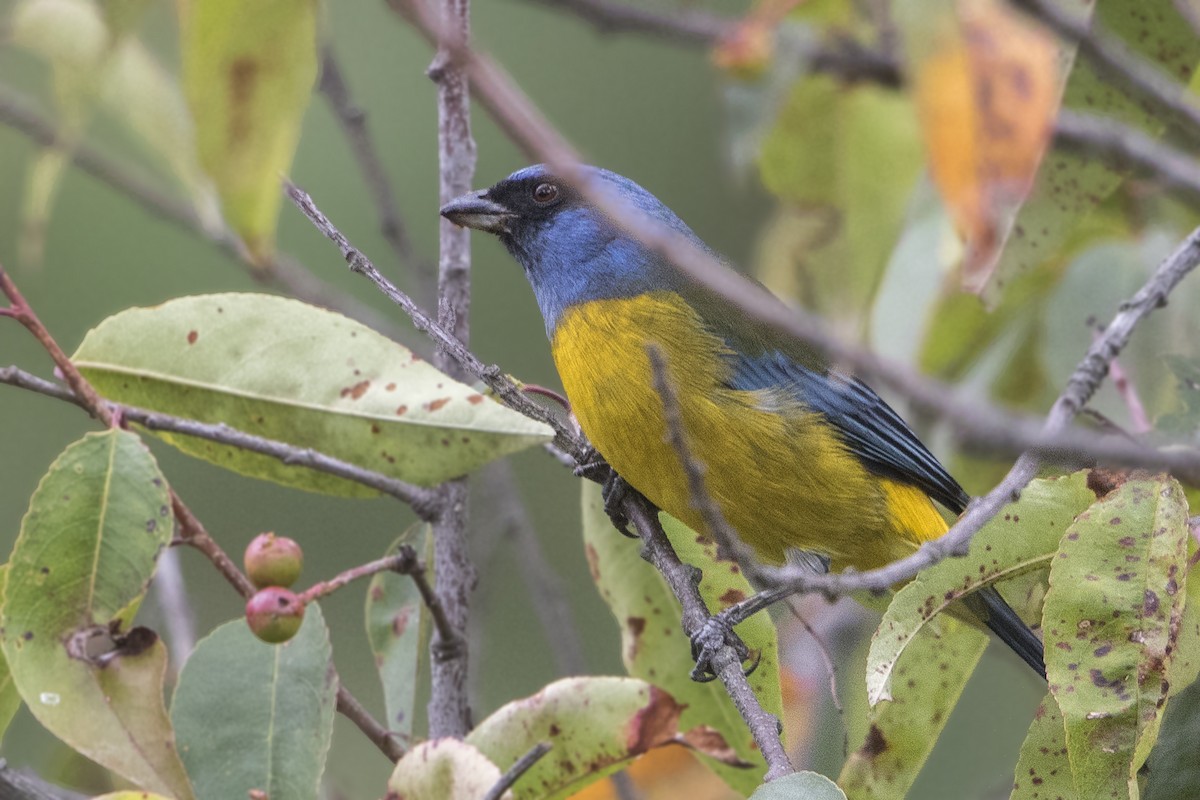 Blue-and-yellow Tanager - ML171336371