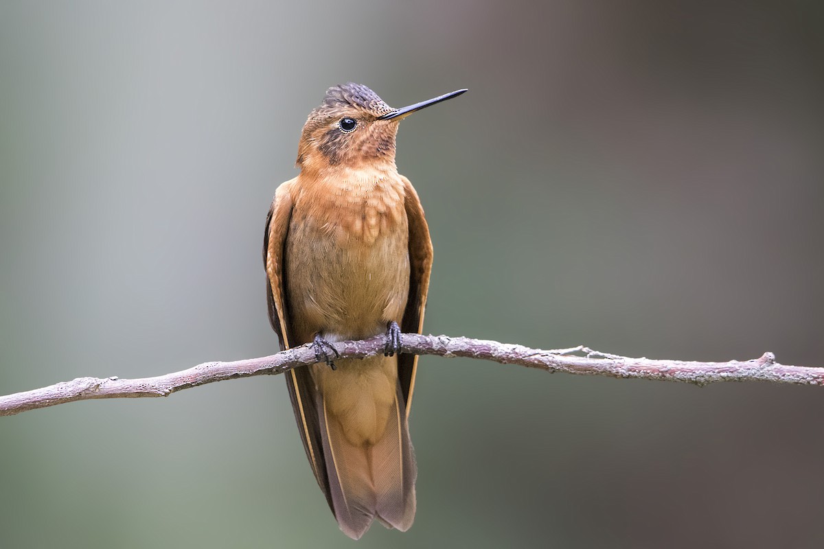 kolibřík duhovohřbetý - ML171336761