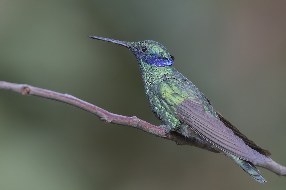 kolibřík modrolící - ML171336821