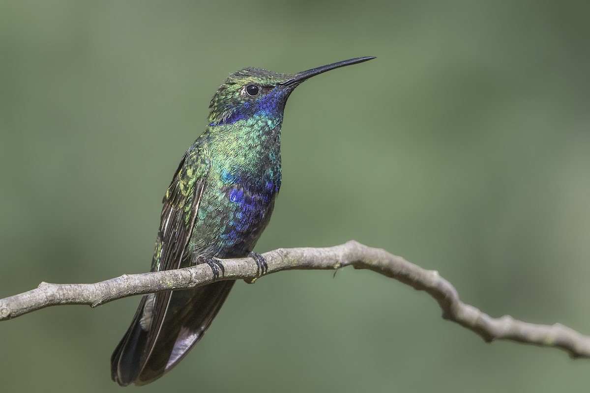 kolibřík modrolící - ML171336871
