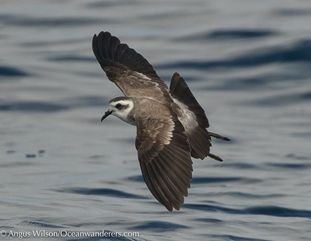 White-faced Storm-Petrel - ML171336891