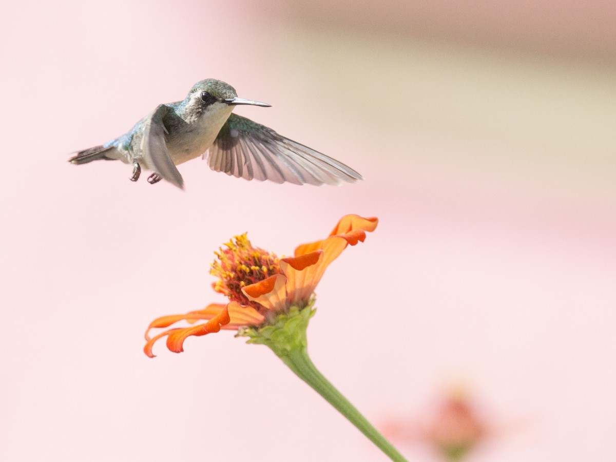 kolibřík modroocasý - ML171336921