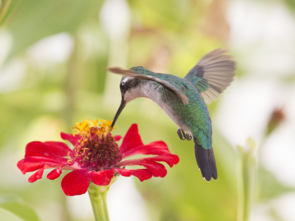 kolibřík modroocasý - ML171336931