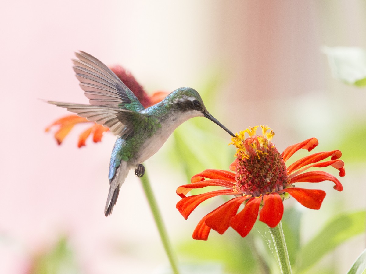 kolibřík modroocasý - ML171336951