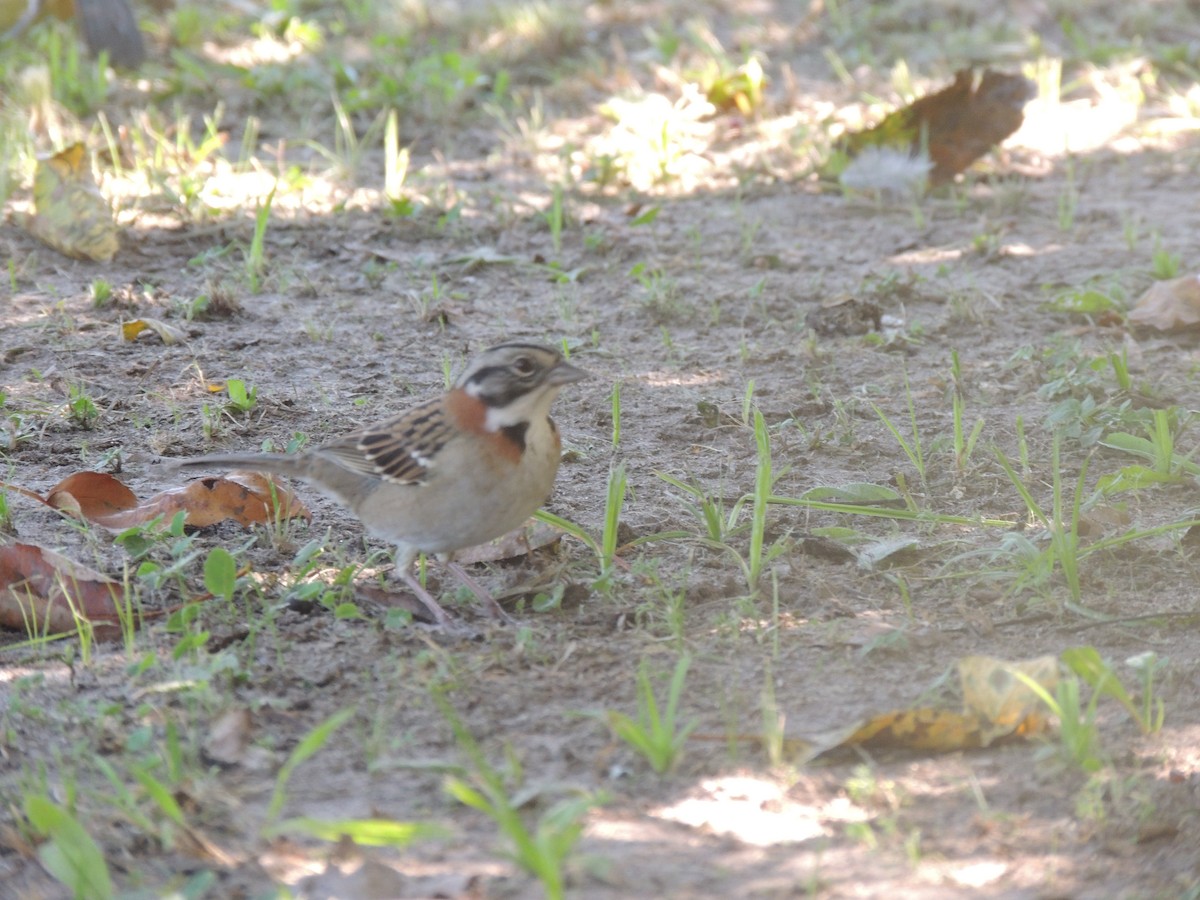 Rufous-collared Sparrow - ML171343411