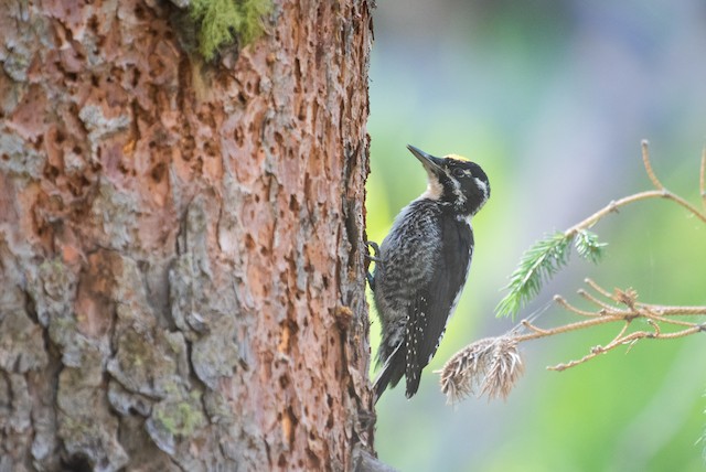 American Three-toed Woodpecker