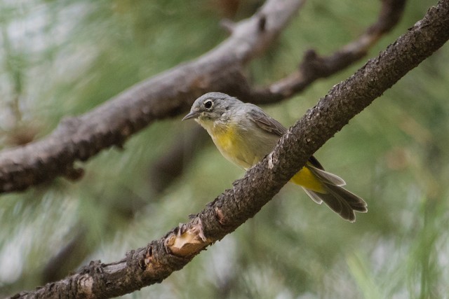 Virginia's Warbler