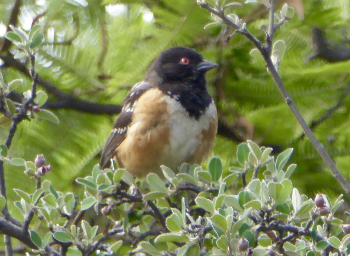 Spotted Towhee - Mary Jane Gagnier