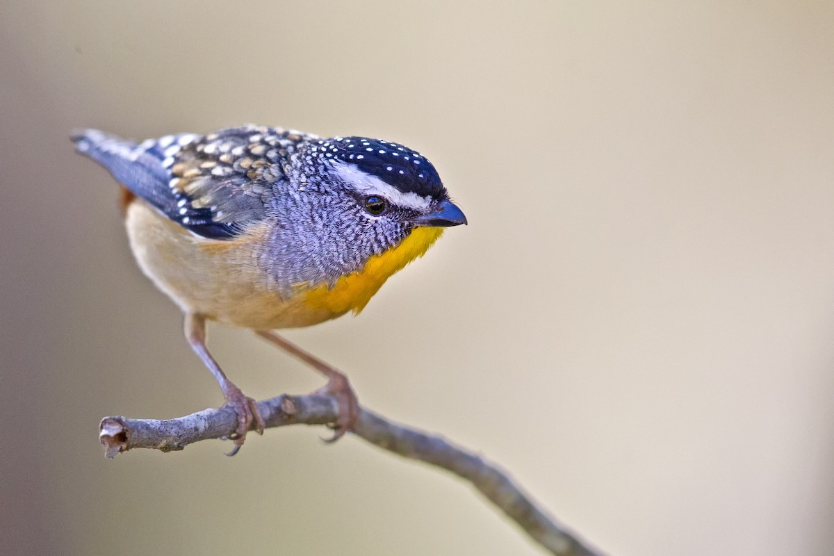 Spotted Pardalote - ML171349611
