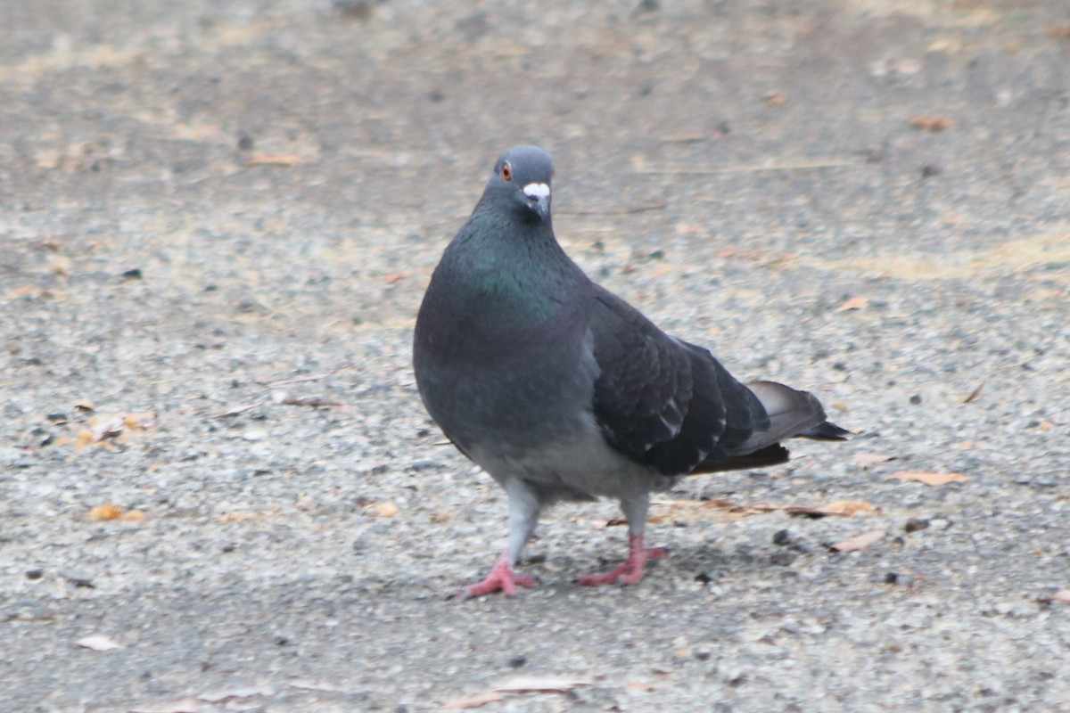 Rock Pigeon (Feral Pigeon) - ML171350761