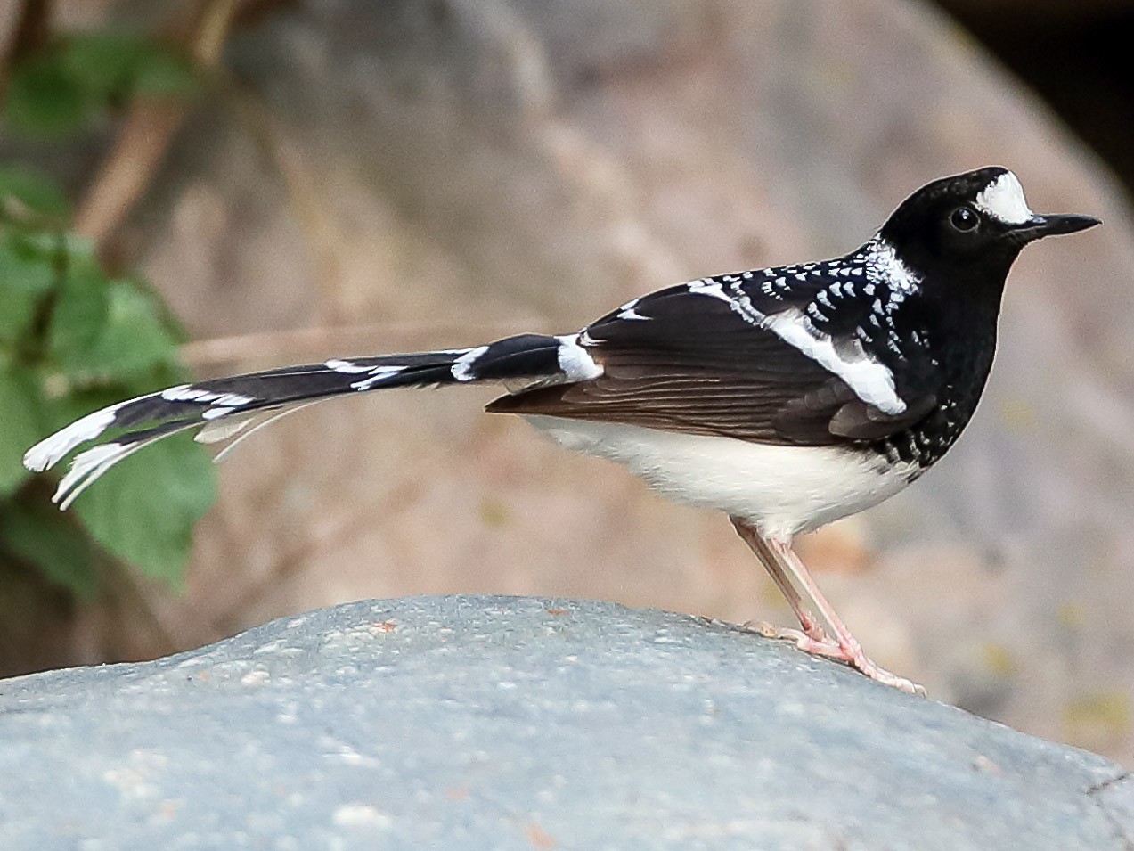 Spotted Forktail - eBird