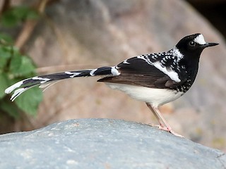  - Spotted Forktail
