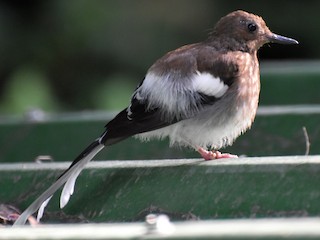 Молодая птица - Sachin Jadhav - ML171351181
