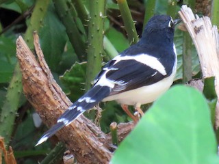 セグロエンビシキチョウ - eBird