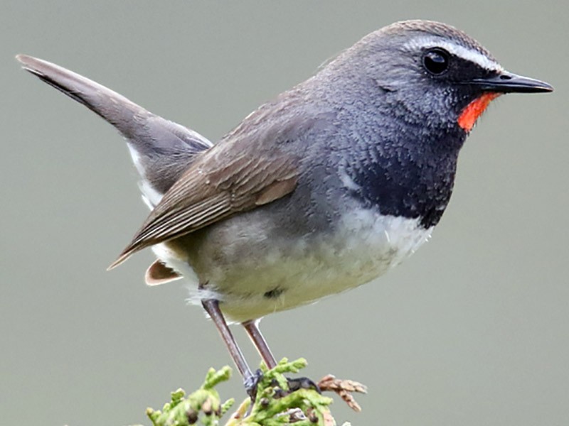 ムナグロノゴマ Ebird