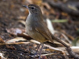 Adult female - Prashant Kumar - ML171351931