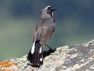 นกเพศผู้เต็มวัย - Suresh  Rana - ML171351941