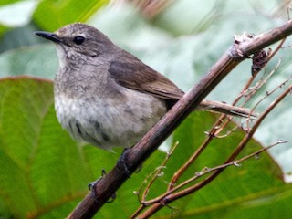 Adult female - Anya Auerbach - ML171351961