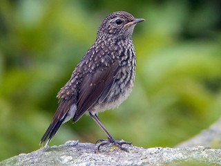 幼鳥 - Sahasrangshu Pal Choudhury - ML171351971