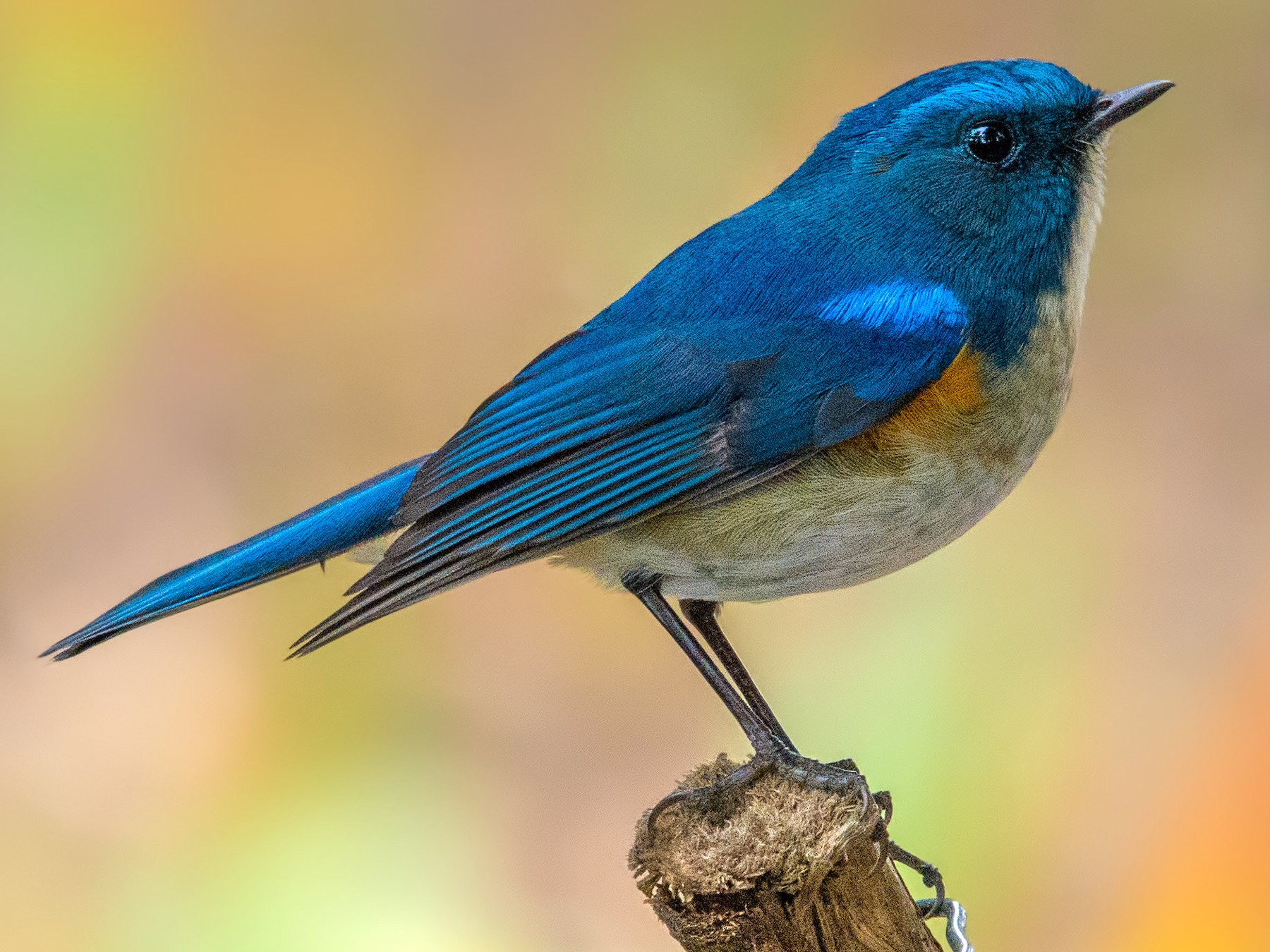 Himalayan Bluetail - Abhishek Das