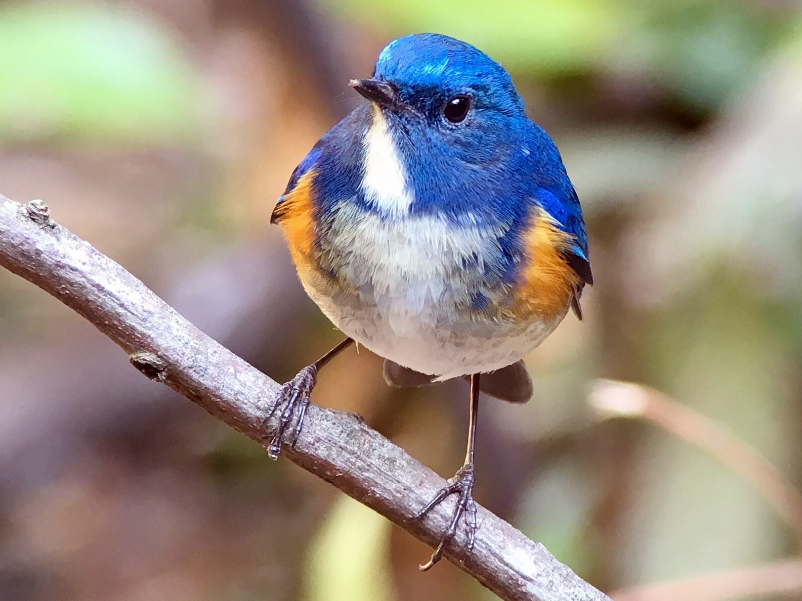 Himalayan Bluetail - eBird