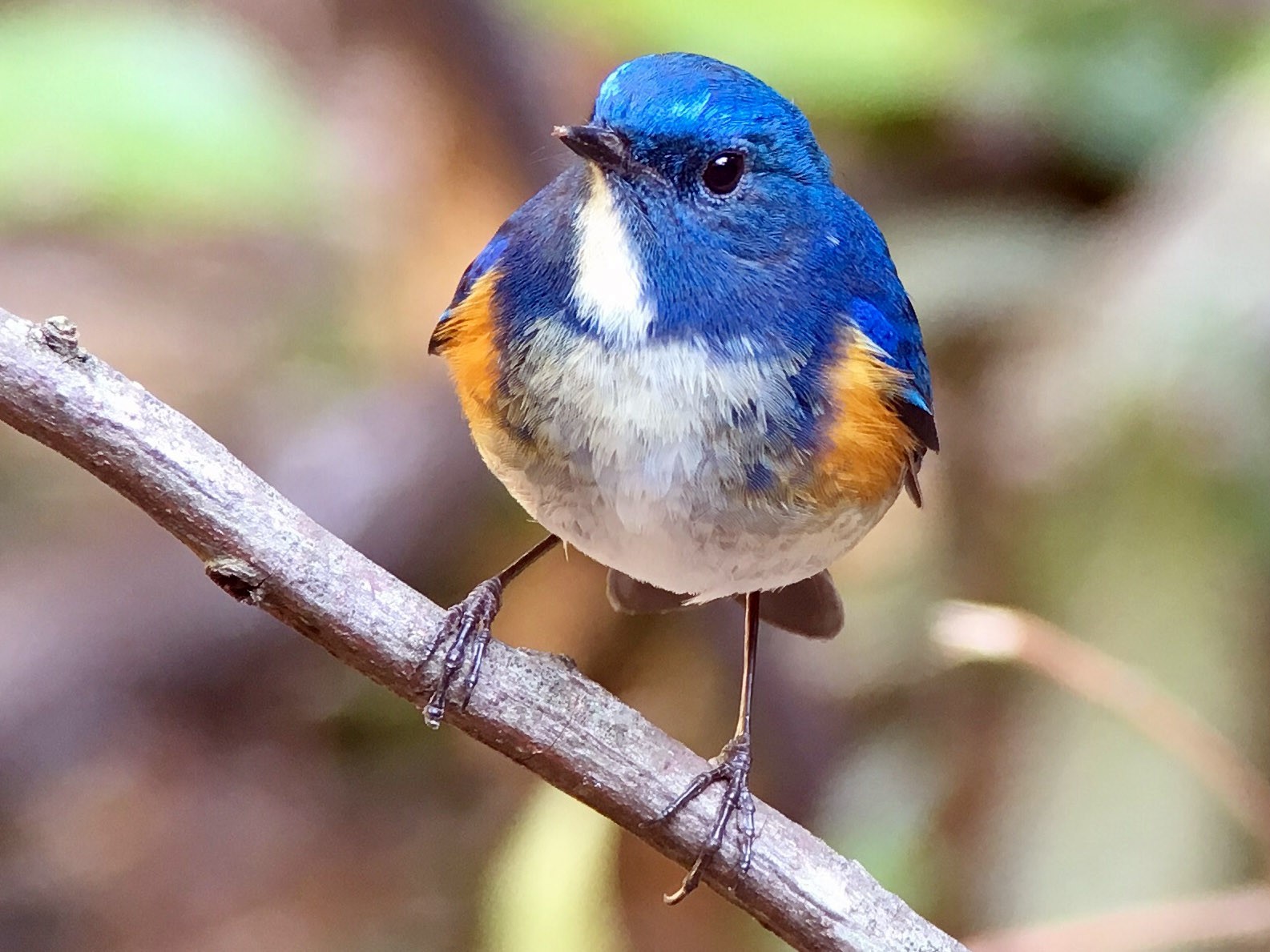 Brown and blue bird, female Red-flanked Bluetail (Tarsiger