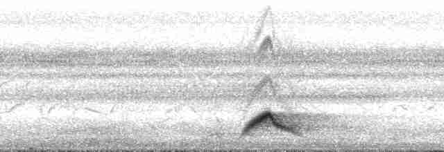 Pauraquenachtschwalbe - ML171353