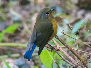 雌鳥 - Sumit  Sengupta - ML171353081