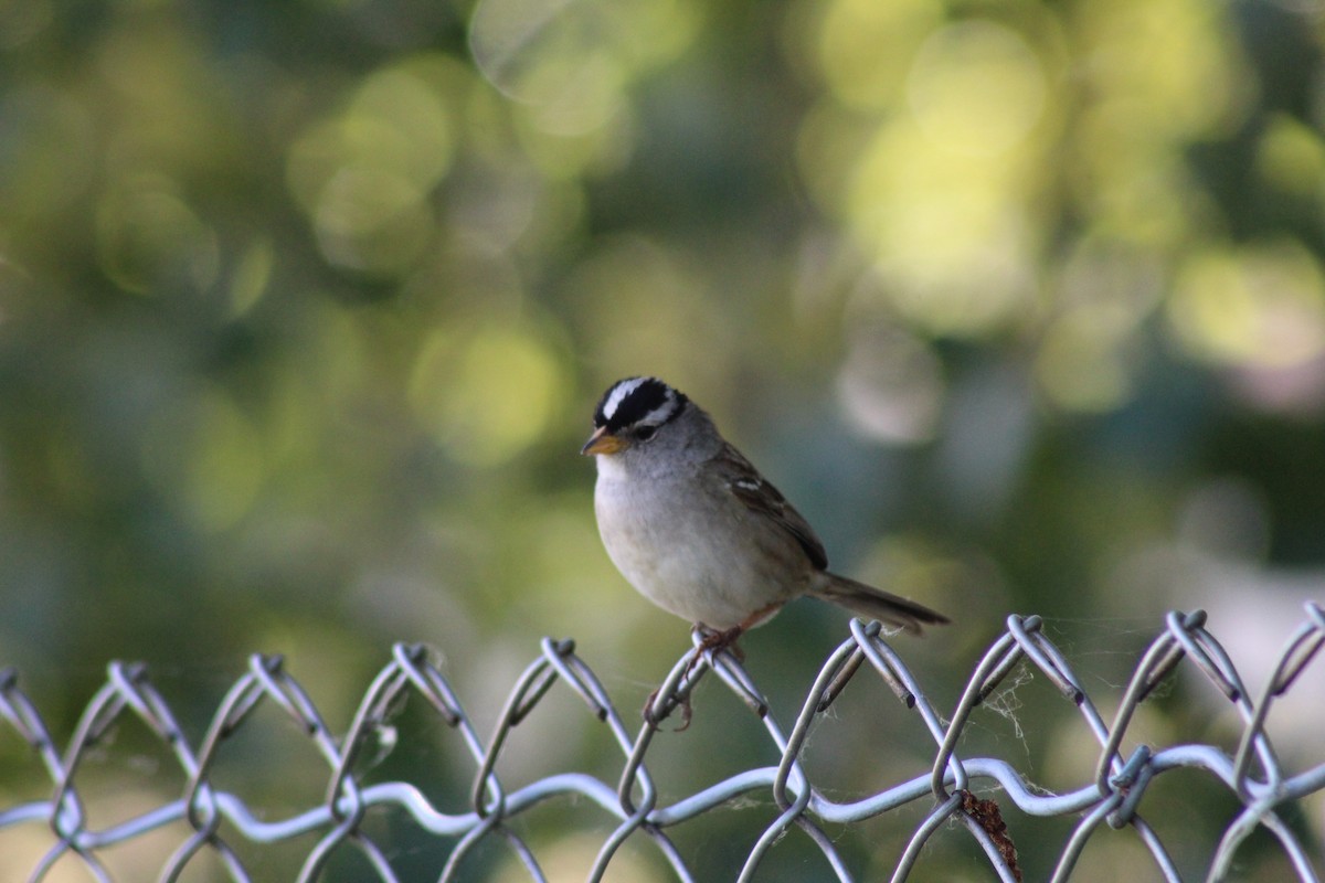 White-crowned Sparrow - Dan Kuhlman