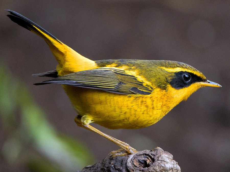 Golden Bush Robin - eBird