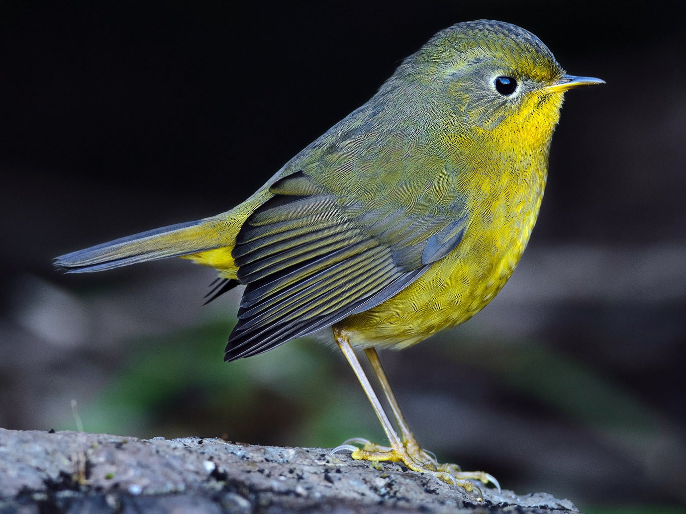 Robin bush. Opera White-Browed Bush-Robin. Hilary Set Golden Bush.