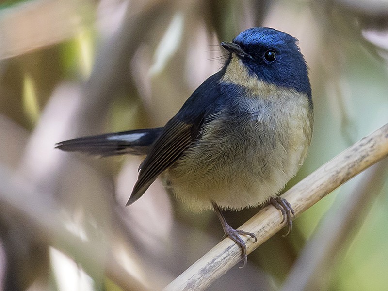 Slaty-blue Flycatcher - Matthew Kwan