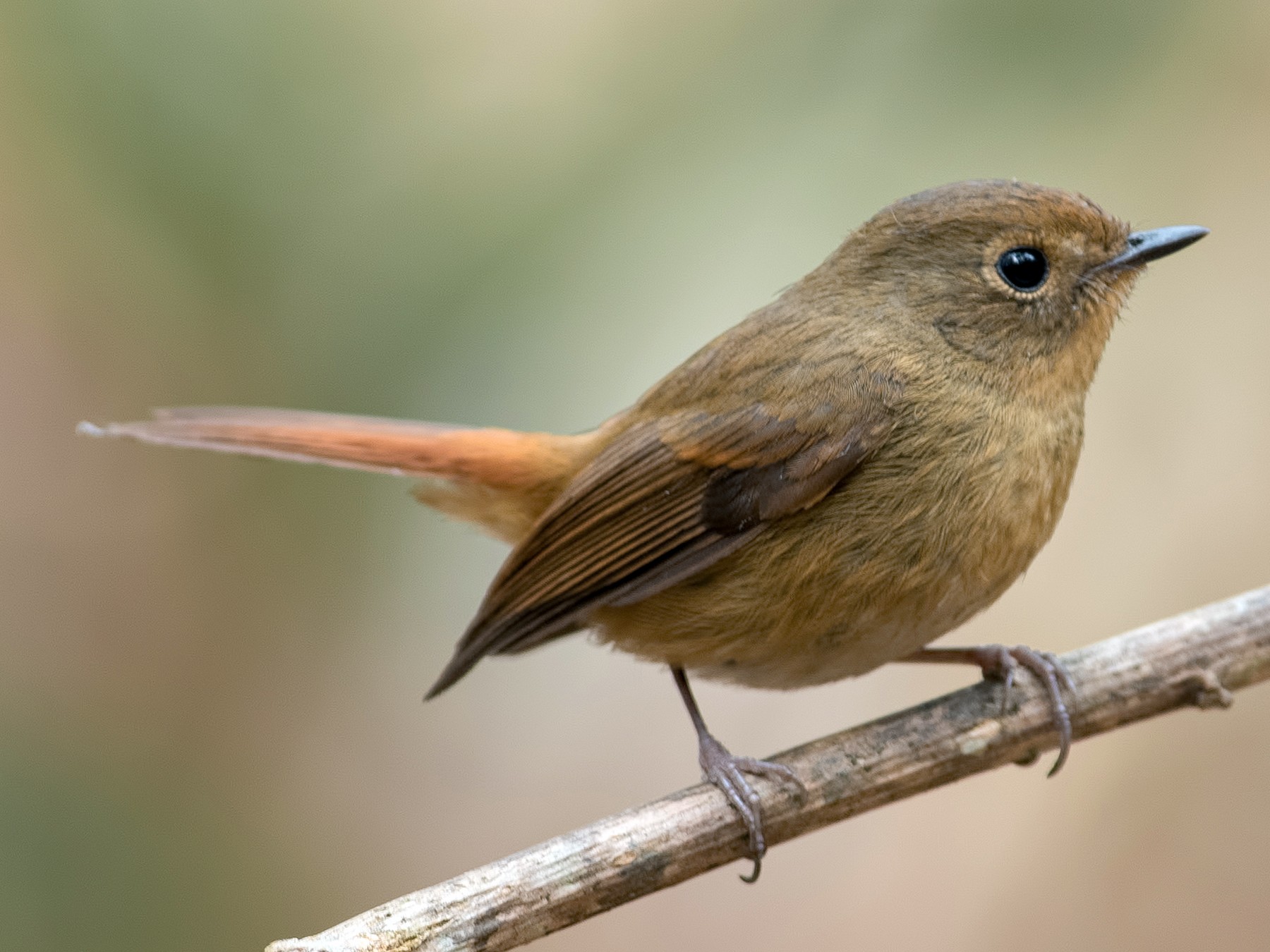 Slaty-blue Flycatcher - Shailesh Pinto